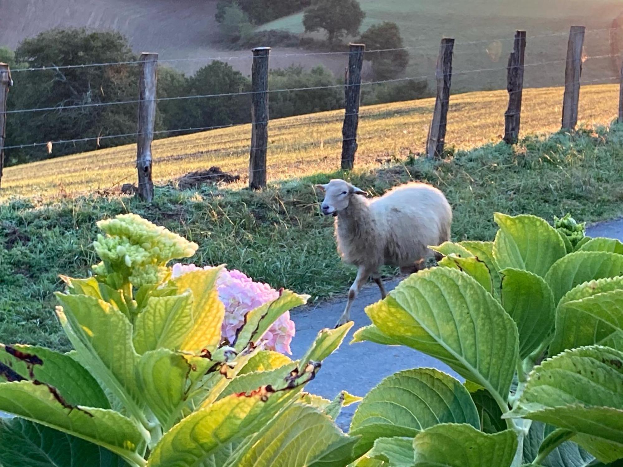 Baskoparadis I Eco-Gites I Calme I Vue I Anes I Jardin I Montagne I Nature Louhossoa 外观 照片